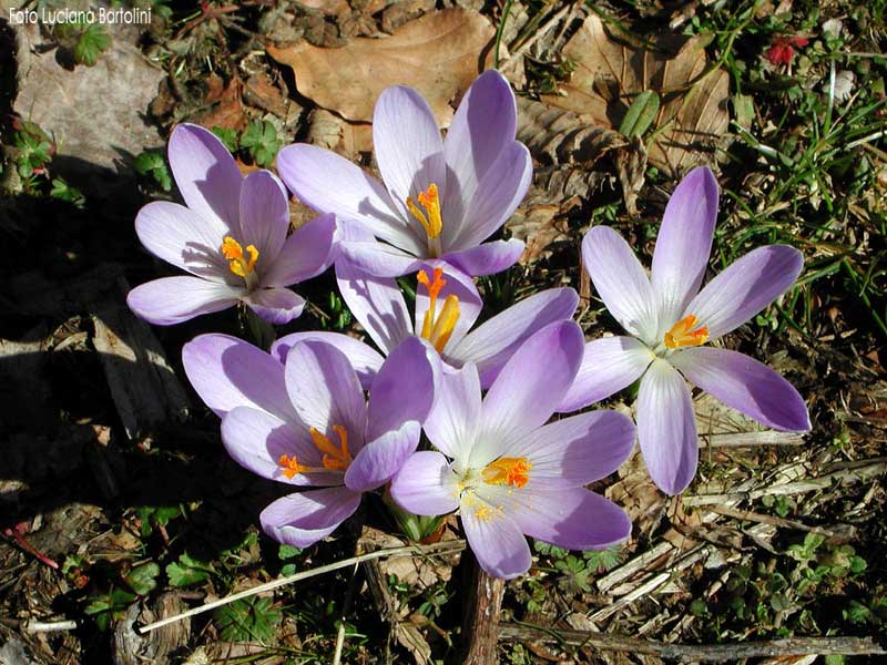  Image name: croco2.jpg 
 width: 800 pixel 
 height: 600 pixel 
 Size: 96081 bytes 
 Click to enlarge 